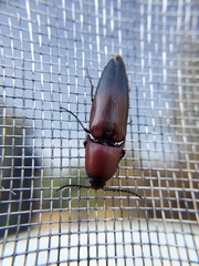 Parallelostethus attenuatus