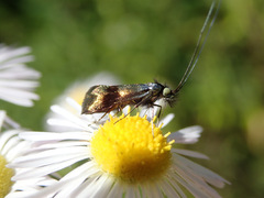 Nemophora fasciella