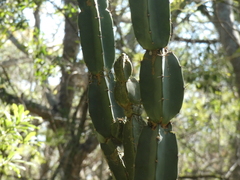 Cereus stenogonus