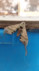 Rufoclanis