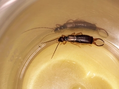 Forficula auricularia
