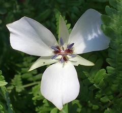 Calochortus invenustus