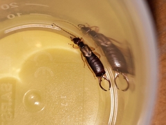 Forficula auricularia