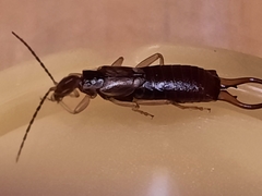 Forficula auricularia