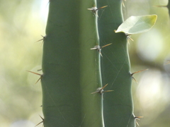Cereus stenogonus