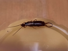 Forficula auricularia