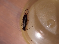 Forficula auricularia