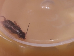Forficula auricularia