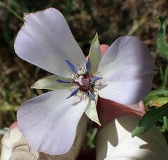 Calochortus invenustus