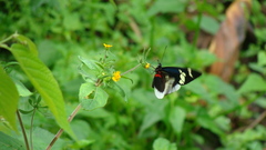 Heliconius eleuchia