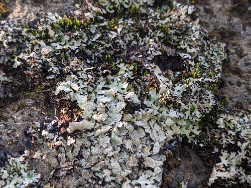 diskovka skalná (Parmelia saxatilis)