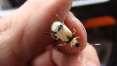 Diabrotica arcuata