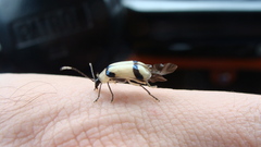 Diabrotica arcuata