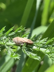 Lepyronia coleoptrata