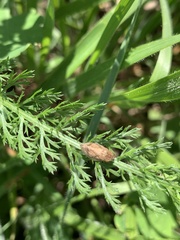 Lepyronia coleoptrata