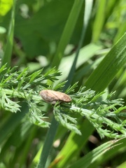 Lepyronia coleoptrata