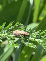 Lepyronia coleoptrata
