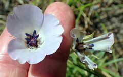 Calochortus invenustus