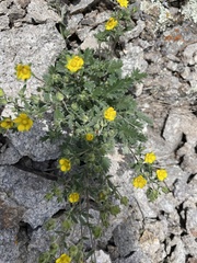 Potentilla nivea