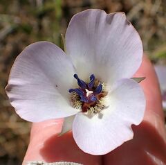 Calochortus invenustus