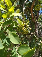 Syzygium guineense