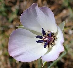 Calochortus invenustus