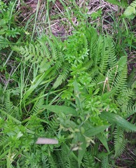 Galium asprellum