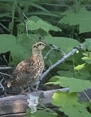 Canachites canadensis
