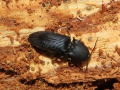 Megapenthes limbalis