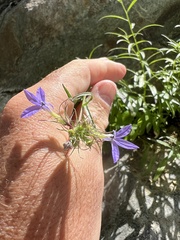 Palmerella debilis serrata