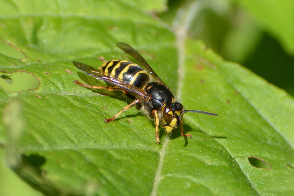 Median Wasp from Kometnik-Jorgići, Chorvatsko on July 09, 2022 at 01:49 ...