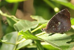Godartiana muscosa