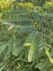 Albizia procera