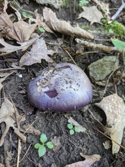 Cortinarius subsolitarius