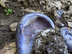 Cortinarius subsolitarius