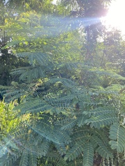 Albizia procera