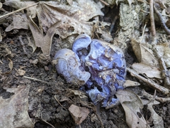 Cortinarius subsolitarius