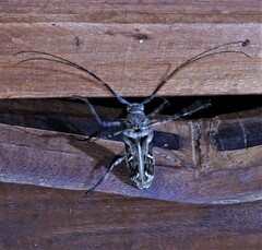 Macropophora accentifer