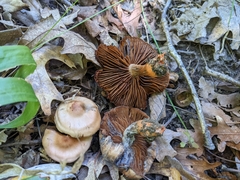 Cortinarius rubripes