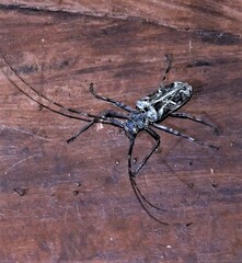 Macropophora accentifer