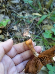 Cortinarius rubripes