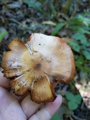 Cortinarius rubripes