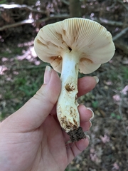 Russula ballouii