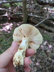 Russula ballouii