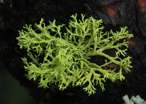 iNaturalist observation photo of wolf lichen
