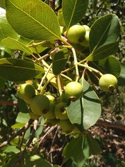 Syzygium guineense