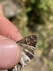 Muschampia floccifera