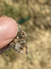 Muschampia floccifera