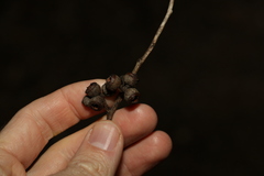 Eucalyptus tindaliae