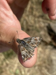Muschampia floccifera